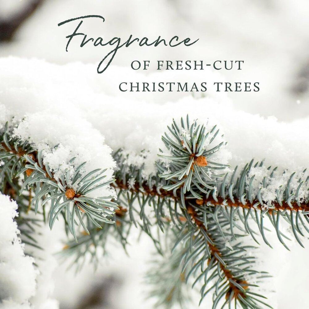 Frasier Fir Reed Diffuser Set – Includes Reeds, Fragrance Oil, and Frosted Glass - Picture 5 of 6